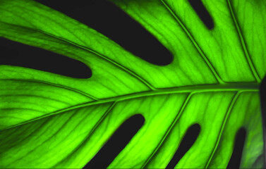 Fototapeta na wymiar Closeup image of monstera leaf structure.