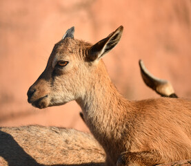 Beautiful goat basking in the summer sun in the mountains