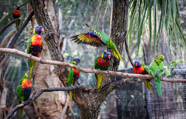 Rainbow Lorikeet Blue Head Parrot