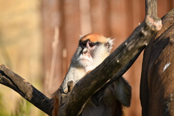 Business monkey bargains with its partners