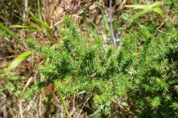 Dwarf Gorse (Ulex minor)