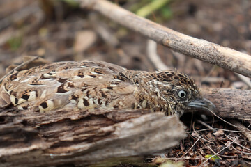 Turnicidae are caught in the net or trapped