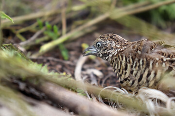 Turnicidae are caught in the net or trapped