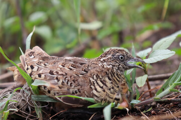 Turnicidae are caught in the net or trapped