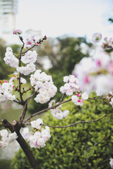 Sakura