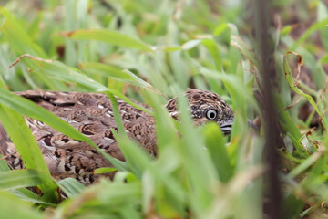 Turnicidae are caught in the net or trapped