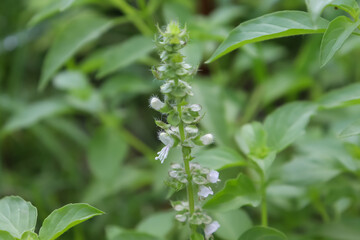 Hairy Basil are growing in the garden and green leaf