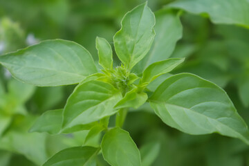 Hairy Basil are growing in the garden and green leaf