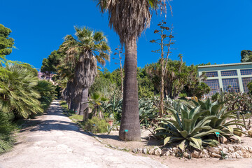 cactus and exotic plants in Botanical garden in Cagliari
