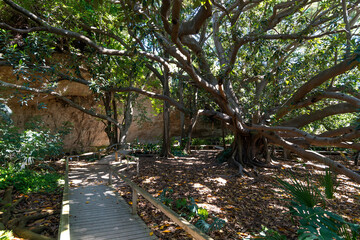 cactus and exotic plants in Botanical garden in Cagliari