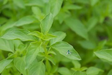 Hairy Basil are growing in the garden and green leaf