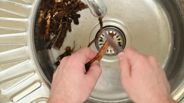 A healthy alternative to coffee. Male hands use a knife to clean chicory roots in a metal sink in the kitchen. Eco food. View from above