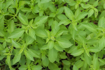Hairy Basil are growing in the garden and green leaf