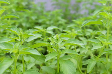 Hairy Basil are growing in the garden and green leaf