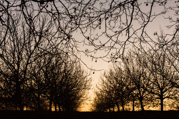 Silhouette dry tree on a sky background. Tree branches. Winter time in the garden.