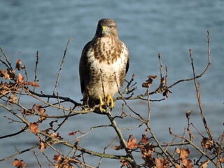 a Buzzard resting on a bush near water