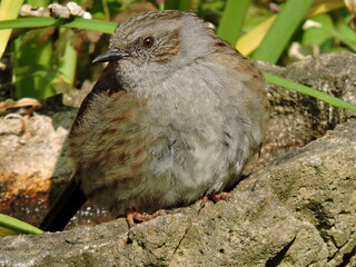 A dunnock bird close up