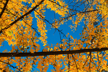 yellow leaves on a blue sky 