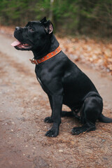 Grey Italian cane corso dog running.Female dog. Italian Cane Corso. Portrait of a dog in a forest.