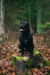 Grey Italian cane corso dog running.Female dog. Italian Cane Corso. Portrait of a dog in a forest.
