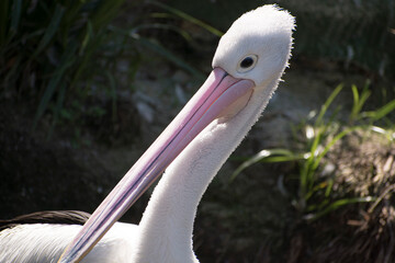 El pelicano en el estanquie, nadando