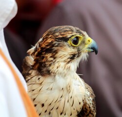 evocative close-up of captive falcon with its breeder