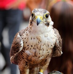 evocative close-up of captive falcon with its breeder