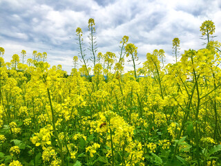 Obraz premium field of yellow flowers