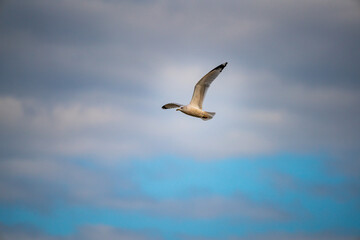 seagull in the sky