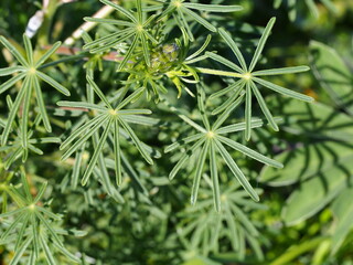 Narrowleaf Lupin (Lupinus angustifolius)