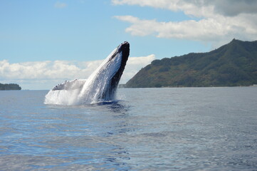 Fototapeta premium breaching humpback whales 7