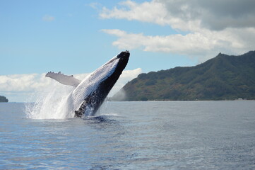 Naklejka premium breaching humpback whales 6