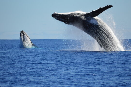 breaching humpback whales 1