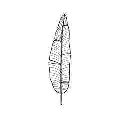 Banana palm green leaf digital illustration isolated on white background. Tropical plant leaf.