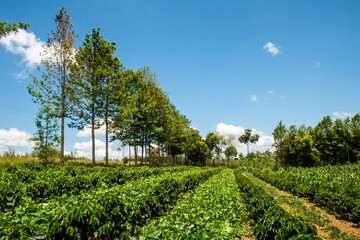 Roca de Café