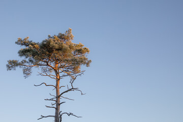 Pine tree isolated against a blue sky background with room for text