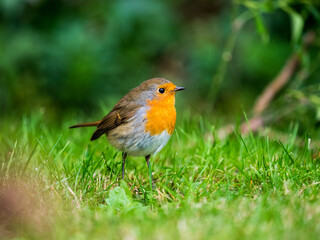 robin on the grass