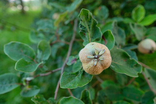 Close-up of a quince fruit in summer