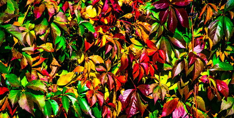 Colorful autumn background with fall colors leaves.