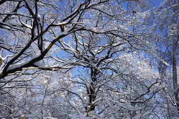 winter trees in the snow against the backdrop of a beautiful blue sky. Kuskovo park. Moscow. winter