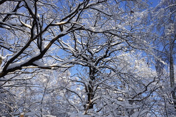 Obraz premium winter trees in the snow against the backdrop of a beautiful blue sky. Kuskovo park. Moscow. winter