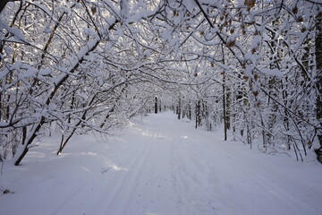 snowy road and trees bent like an arch in a winter park. Kuskovo park. Moscow