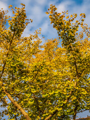 yellow autumn leaves