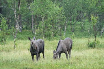 Fototapeta premium Elk (Eurasia), Alces alces