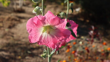 delicate pink blossoming Mallow flower in the autumn garden close-up