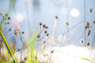 Flowers, grass and leaves reflect sunlight, river background.
