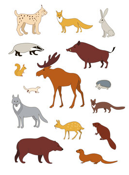 Forest animals of the Northern hemisphere. Vector image color collection.