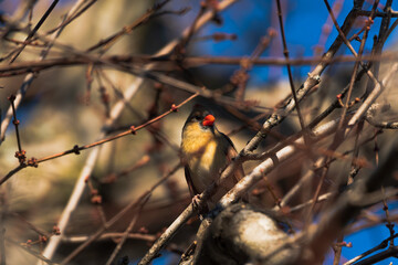 Cardinal in the shadows 