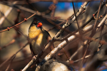 Hidden cardinal 