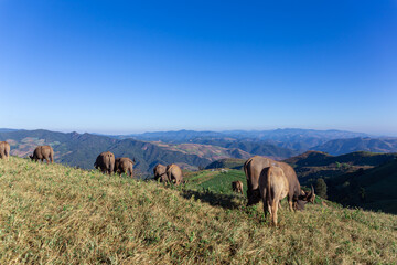 Herd of buffalos eating grass on the high mountains and blue sky.